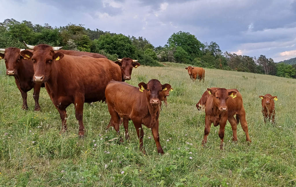 neugierige Kälber Autor Graml