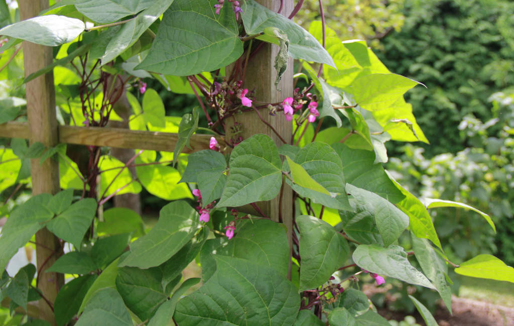 Stangenbohnen in der Blüte