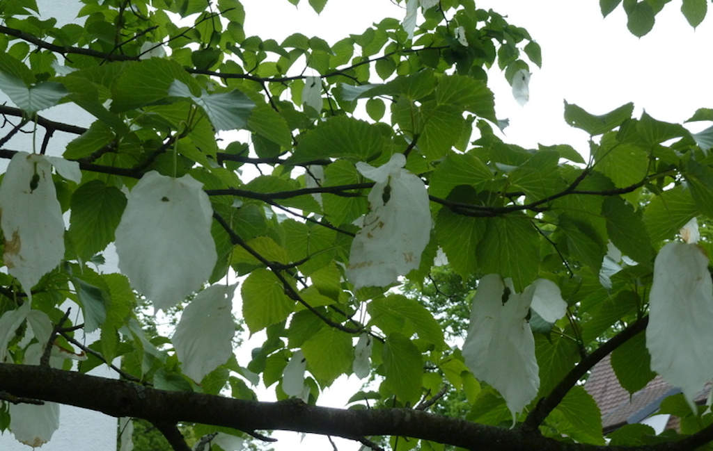 Taschentuchbaum mit den charakteristischen, großen weißen Hochblätter (Davidia involucrata)