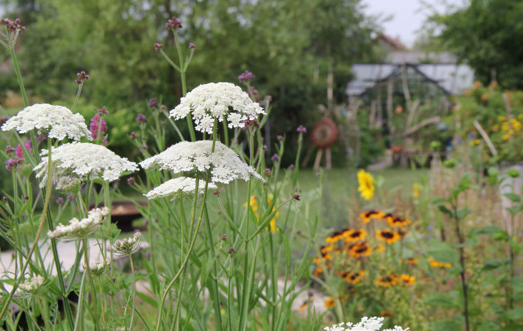 Blütenvielfalt auch im Garten