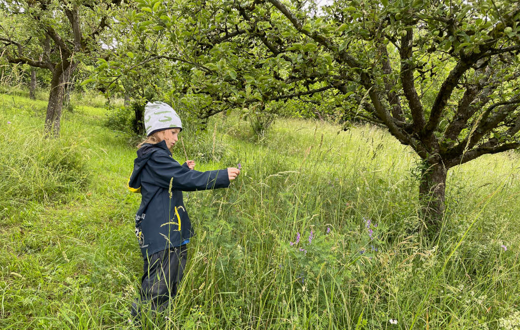 Vielfalt entdecken Streuobstwiese_SF