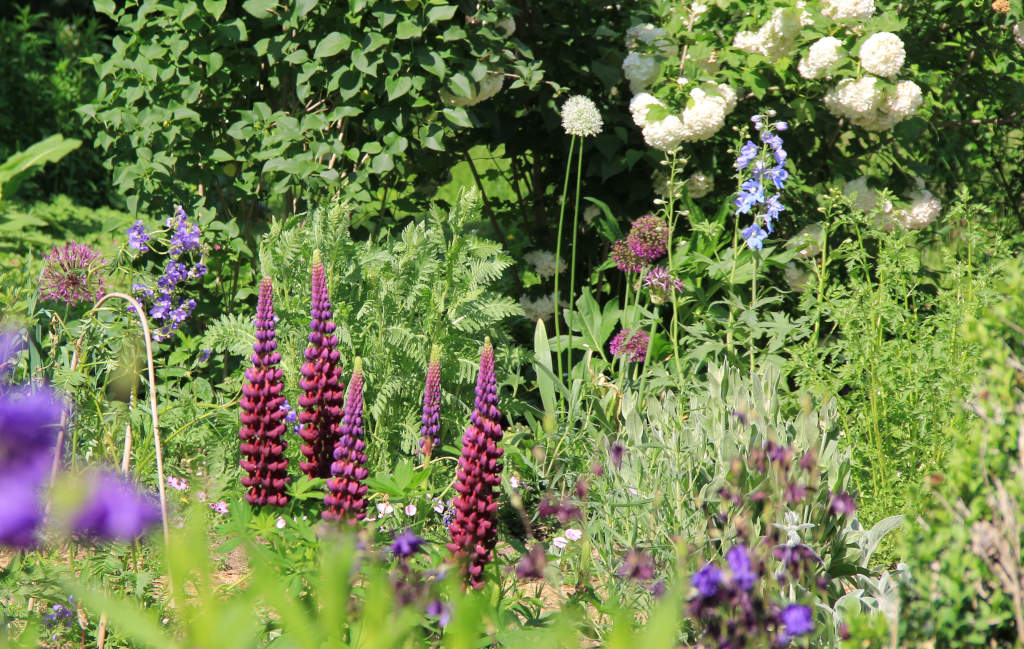 Lupinen und andere blühende Blumen