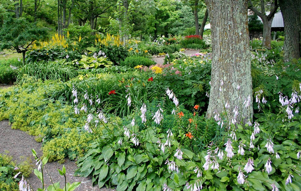 Blüte auch im schattigen Bereichen