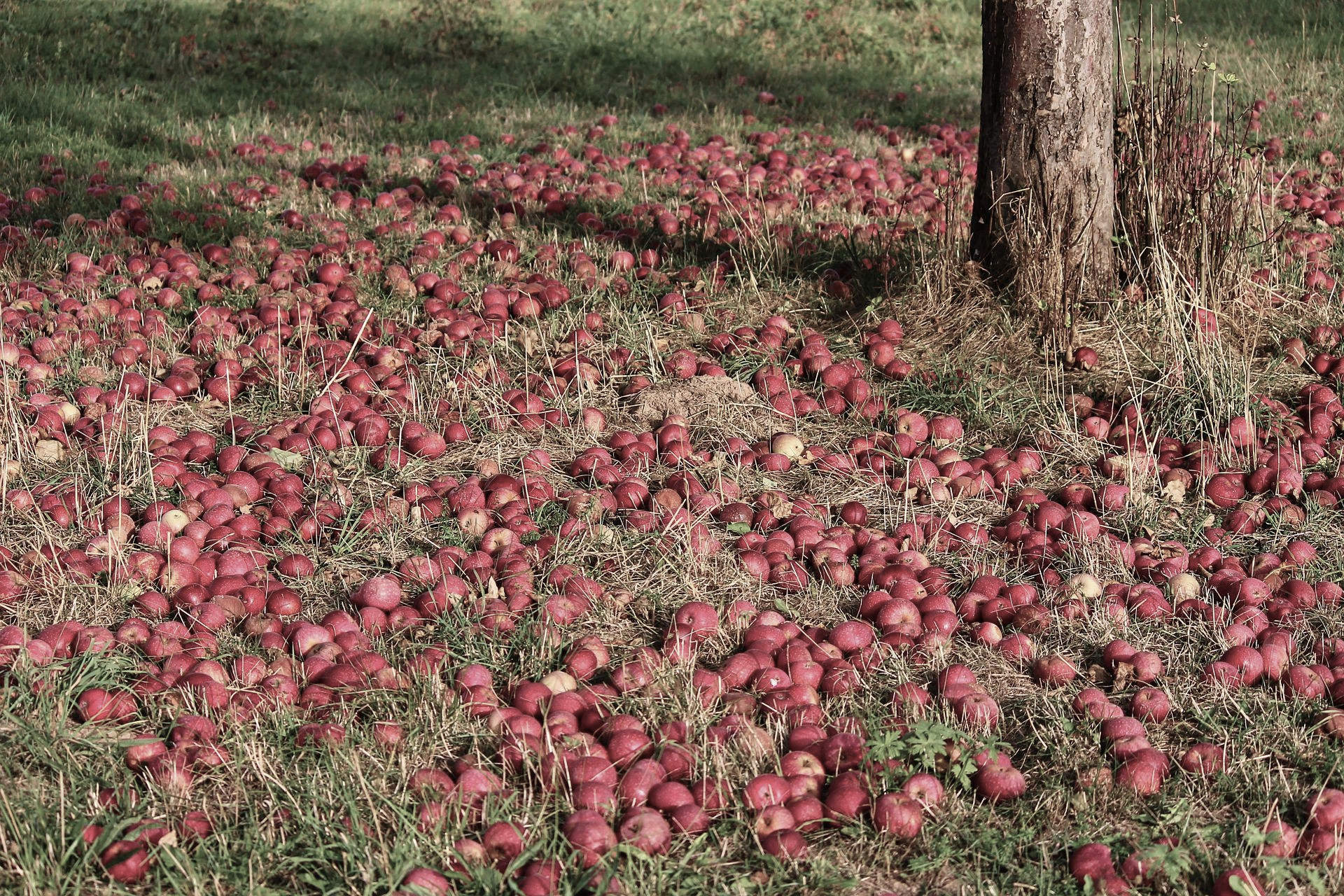 Äpfel auf einer Streuobstwiese